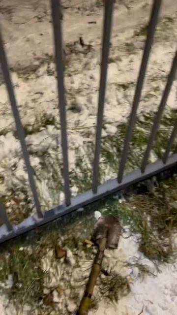 Кинул снежок вместе с золотой печаткой #поиски #новоси смотреть онлайн