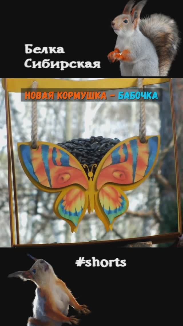 Новая кормушка Бабочка