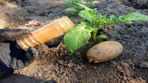 Не сажайте картофель без Этого. Соседи думали это нереально