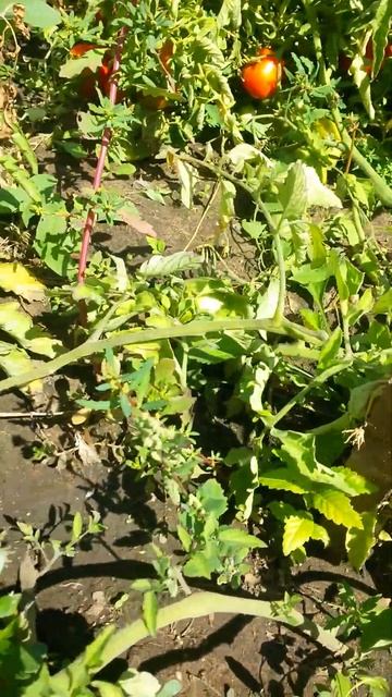 Знаменитый пятьдесят четвёртый куст помидора Четырна