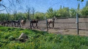 Чесменский конный завод