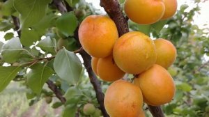 Надранній сорт абрикоса Майя Кот. Apricot Maya Cot. Перше плодоношення