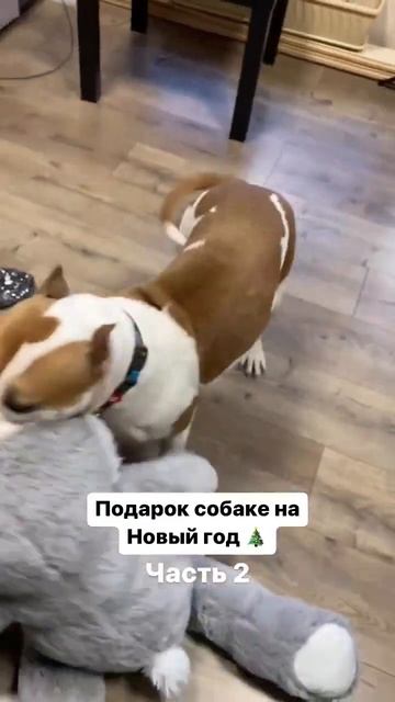 Подарок собаке на Новый год 2 #shorts #shortvideo #staff #amstaff #subscribe смотреть онлайн