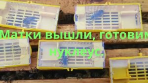 Подготовка микронуклеуса для заселения маток.