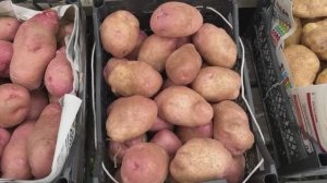 Почему суперурожайные сорта картофеля не дают урожая Сорта картофеля Уника Сарпо