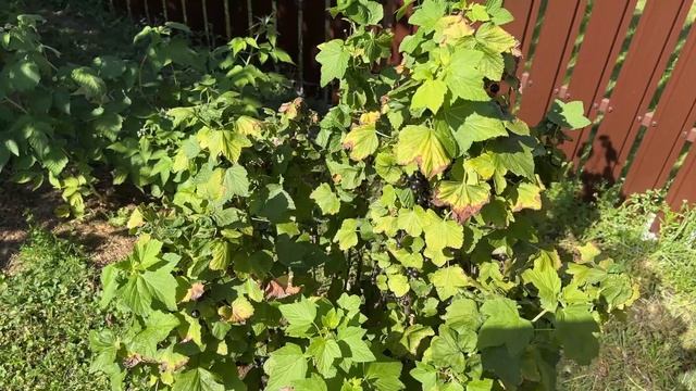 Как ухаживаю за смородиной после сбора урожая. Эффективное средство от тли, обрезка, подкормки