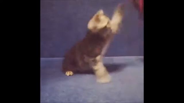 Мальчик Один! Британские котята питомника Elite British. Элитные британцы. смотреть онлайн