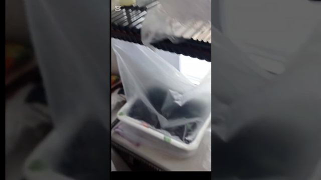 Моя рассада цветочков на подоконнике на 11 марта 2025 год