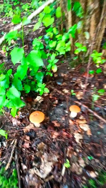 Опять грибки ✌️💣🌲 #tx850 #shots #металлолом#металлокоп #ж смотреть онлайн