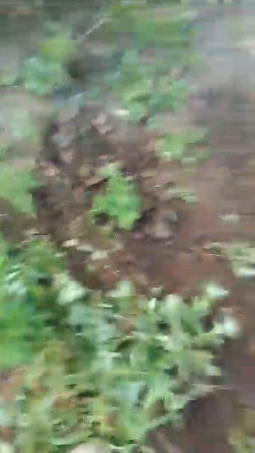 Уборка травы полольником быстро , и чисто часть 2 смотреть онлайн