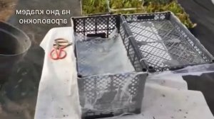 Лайфхак как сделать парник из ящиков