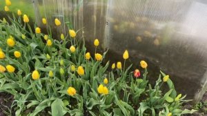 Мои тюльпаны 18 мая 2025