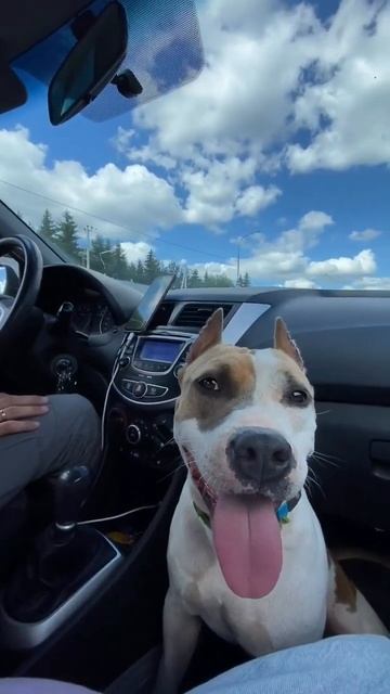 Амстафф в общественном транспорте #shorts #staff #shortvideo #amstaff #subscribe смотреть онлайн