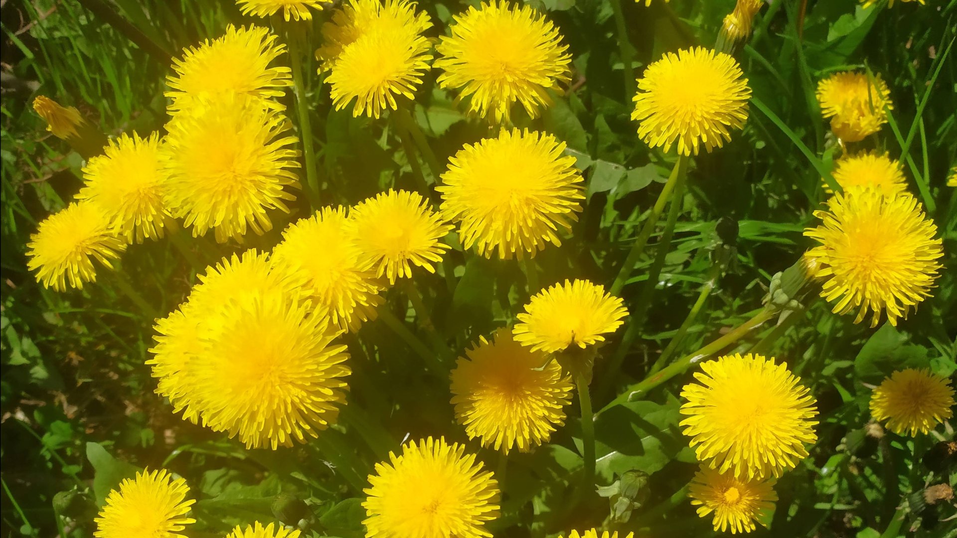 СБОР ОДУВАНЧИКОВ. СЛУЧАЙНАЯ НАХОДКА. смотреть онлайн