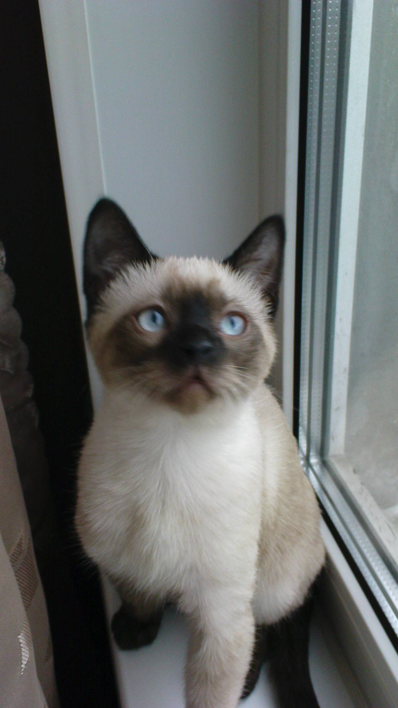 Мой кот смотреть онлайн