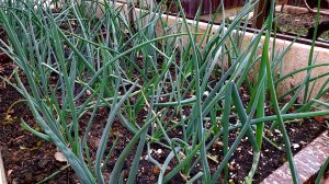 ОТ ЛУКОВОЙ МУХИ - Как избавиться БЫСТРО и НАВСЕГДА!