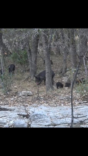 "Мощь 44 Magnum: Полевой тест на охоте на кабана"#44Магнум#Ох смотреть онлайн