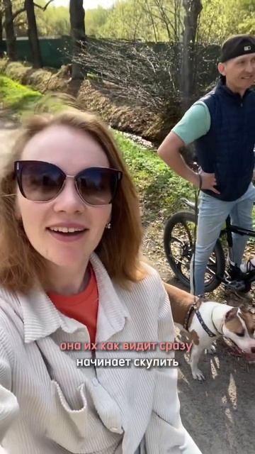 Амстафф лучше хаски ?! #amstaff #shortvideo #staff #pitbull #хаски #haskins #стаффордширскийтерьер смотреть онлайн