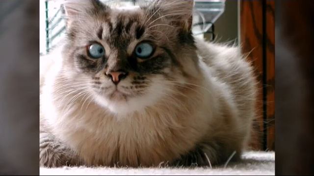 песня шейкер патимейкер