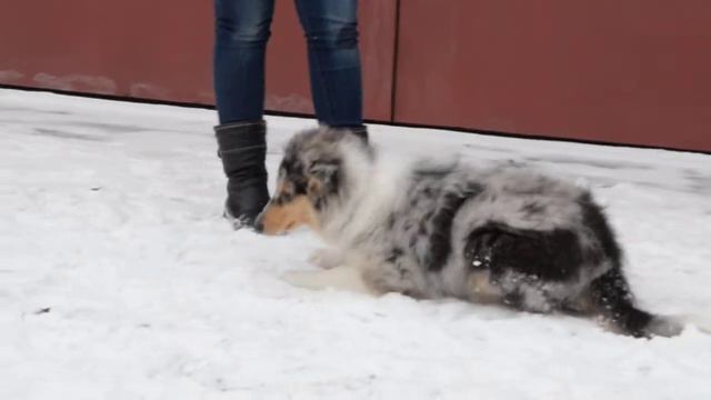 Алекс и Юля. Первые команды послушания