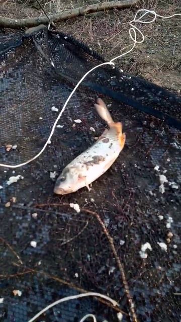 Заброшенный пруд, ловля на паук