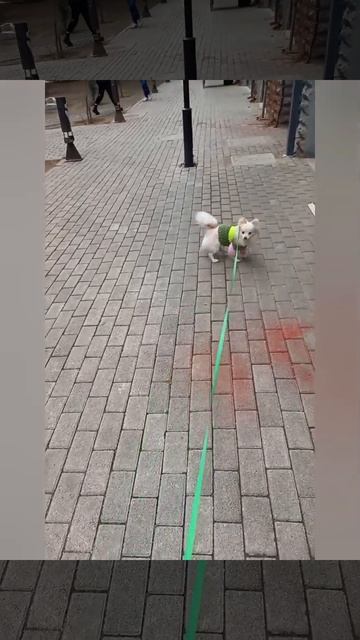 72. Как часто нужно купать шпица? 🛀 / How Often Should A Pomeranian Be Bathed? #pets #шпиц  #shorts