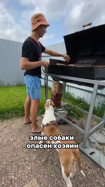 Собака не рождается злой или доброй #shortvideo #staff #стаффорд #стаффордширскийтерьер #amstaff смотреть онлайн