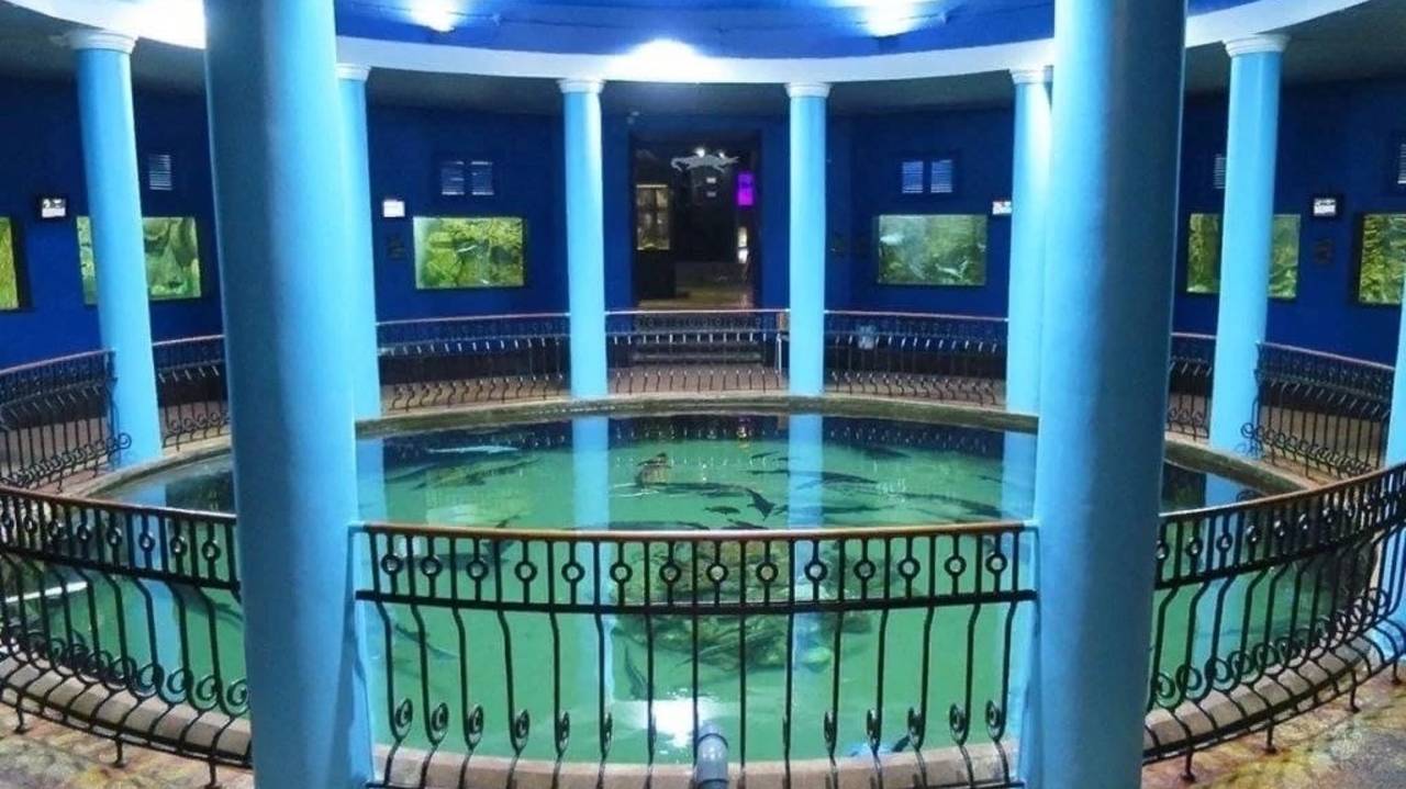 Севастопольский музей-аквариум смотреть онлайн