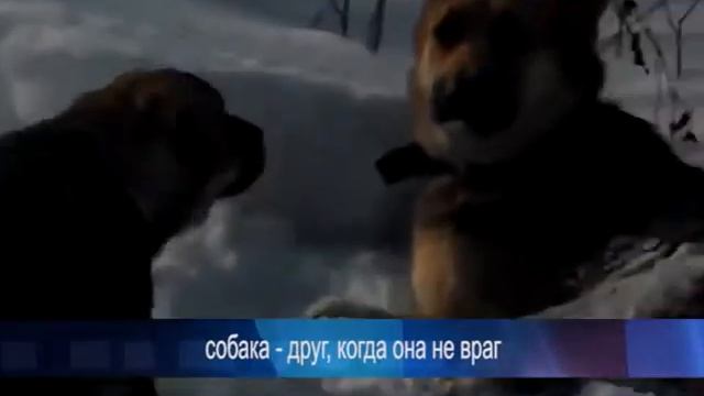 собака   друг, когда она не враг