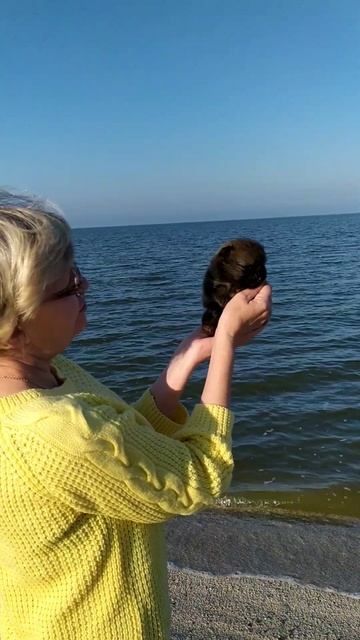 Щенки Померанского шпица. +79180691631 WhatsApp #щенкишпица #померанскийщпиц #померанец #щенки #шпи