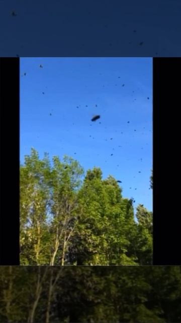 Сбор меда с белой акации 1 день  смотрите продолжение  пасека пчеловодство пчелы медок