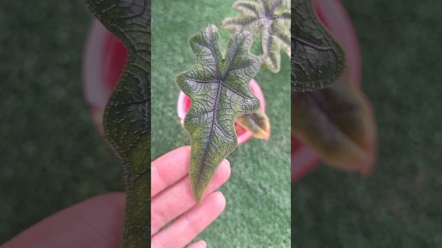 Моя крошечная алоказия Жаклин смотреть онлайн