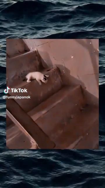 вот как спускаться на лестнице быстрые кошки смотреть онлайн