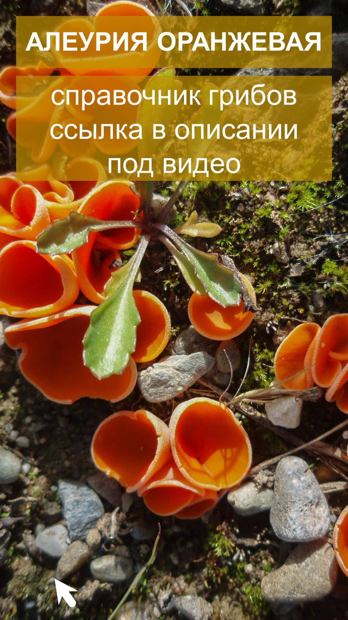 Алеурия оранжевая - справочник грибов смотреть онлайн
