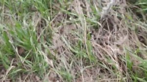 металлокоп с металлоискателем тх-630