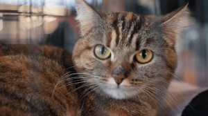 Мягкие Лапки #9