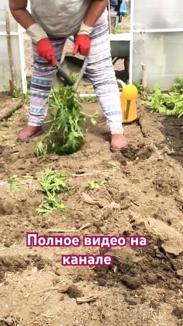 Огурцы на крапиве#лето2023 #работа смотреть онлайн