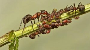 Вас не достали муравьи на участке?