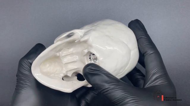 Череп Человека Фарфор Анатомический | Human Skull Porcelain Anatomical