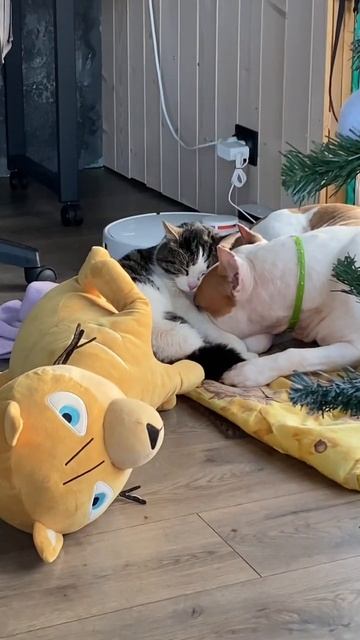 Собака и кот #shortvideo #amstaff #staff #стаффорд #блог #стафф #стаффордширскийтерьер смотреть онлайн