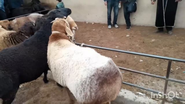 Сурхандарё Денов 2024 07 куй бозори#таджик #видео смотреть онлайн