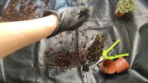 Грунт для рипсалиса/ пересадка лесные кактусы