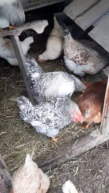 Куры на сене! #курынесушки #chick #куры #петухи #вольер #ку? смотреть онлайн