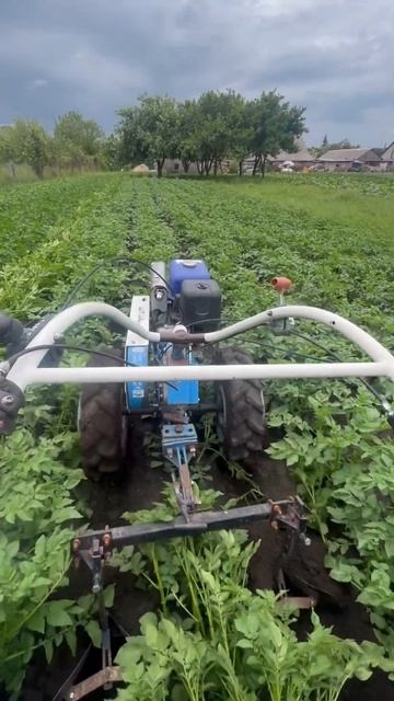 Мотоблок Нева Мб23 повторное окучивание картофеля #мот смотреть онлайн