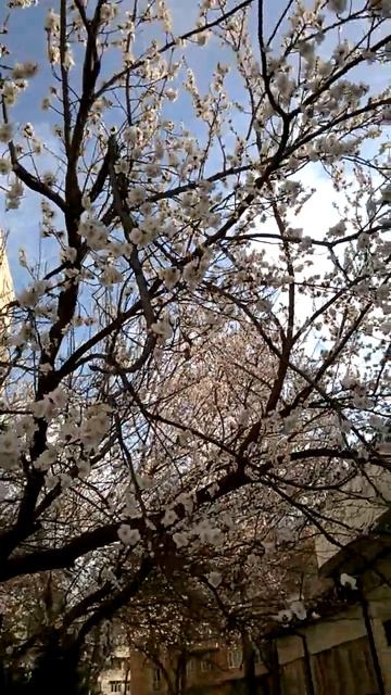 В Ташкенте +22! Любовь! Весна! #Uzbekistan #17 #марта #2025 #год #цв? смотреть онлайн