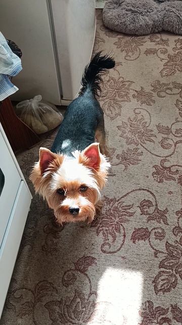 Блинная песня. Кожаный и шерстяной.