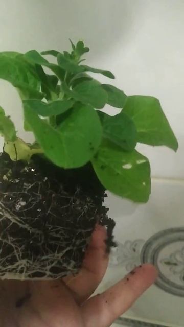 🌸Перевалка петунии. 🌺