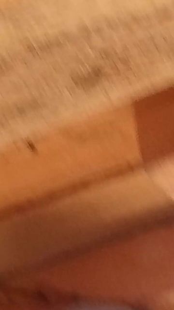 Осиные гнёзда в сарае. смотреть онлайн