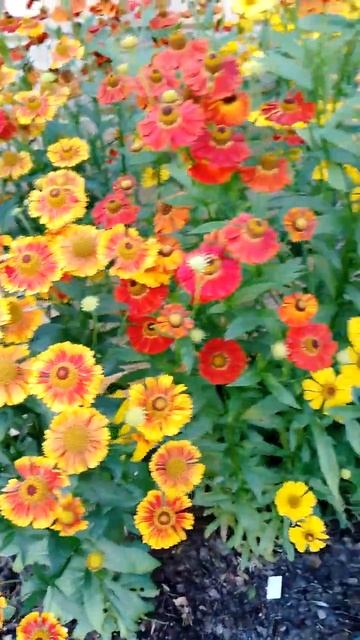 Гелениум #гелениум #садовыерастения #gardenflowers #garden #flowers