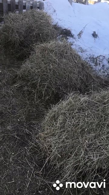 Сено. 🌾 смотреть онлайн